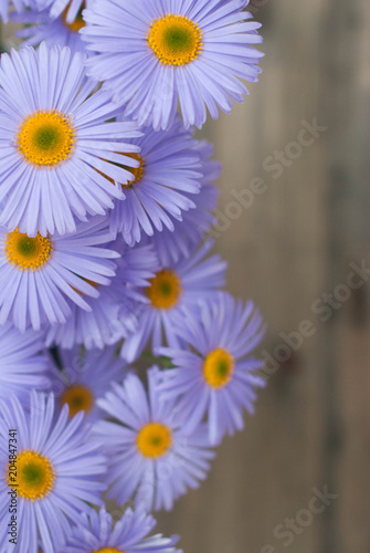 Violet Purple Daisy Chrysanthemum Chamomile Bouquet Rustic Wooden background Copy Space