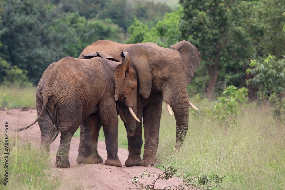 Two african elephant Bulls, Rwanda