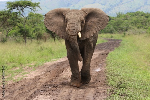 african elephant bull, Rwanda