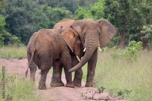 two african Elephant Bulls together  Rwanda