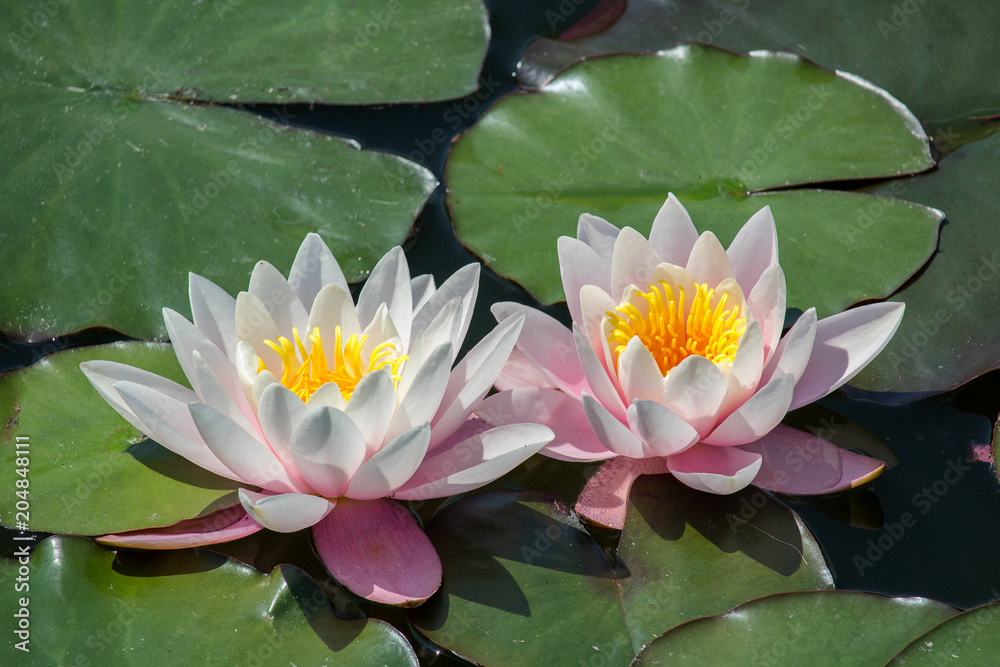 Two pink blossom of water lily on leaf in small pond
