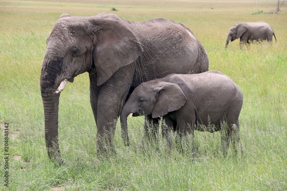 Fototapeta premium african elephant, Mother and hungry baby, Tanzania