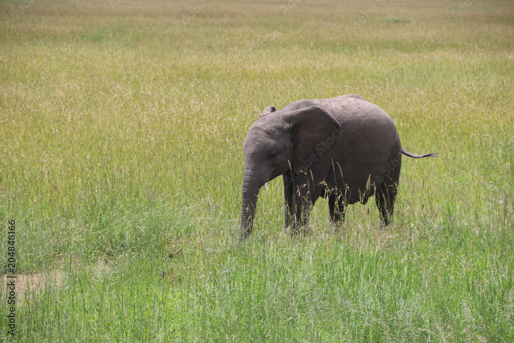 african elephant Baby, two month old, Tanzania