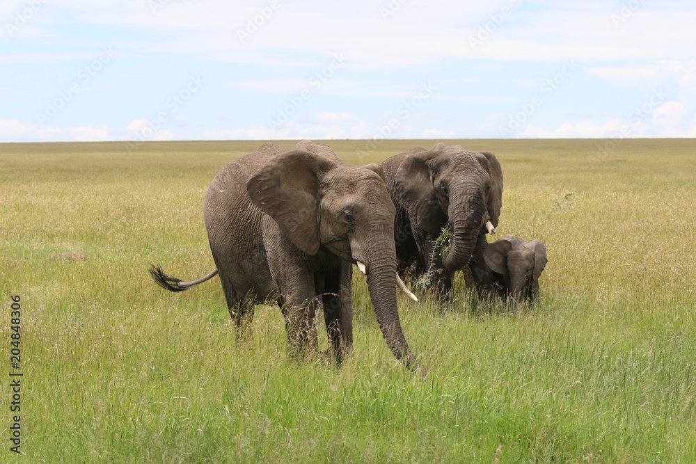 Fototapeta premium african elephants, Serengeti, Tanzania