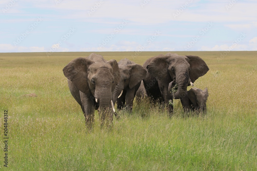 african elephant, Family, Savannah, Tanzania