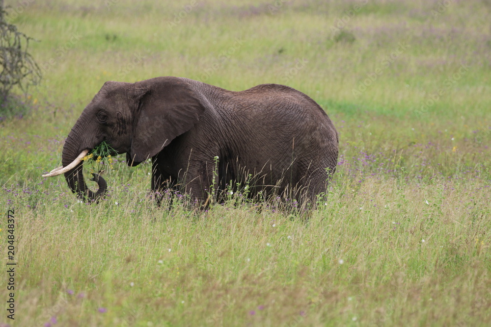 African Elephant Bull with bundle of flowers, Serengeti