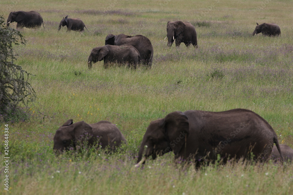 herd of african Elephants, Landcape Tanzania