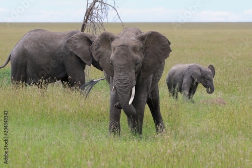 african Elephants  Tanzania  Africa