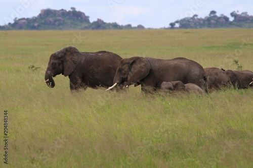 african Elephant  Family  Tanzania