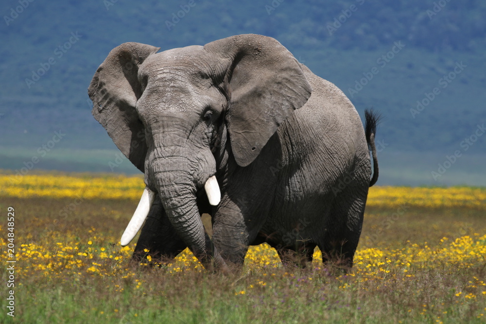 Fototapeta premium Strong African elephant bull stands in a flower field. Rainy season, Serengeti, Tanzania