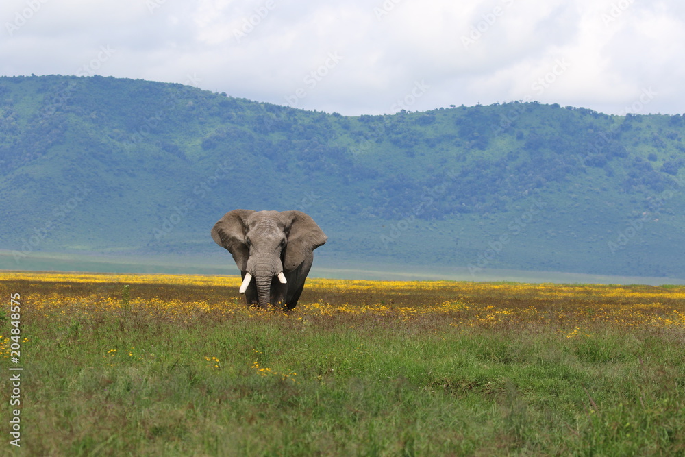Obraz premium Strong African elephant bull stands in a flower field. Rainy season, Serengeti, Tanzania