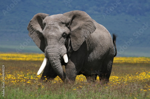 Strong African elephant bull stands in a flower field. Rainy season  Serengeti  Tanzania