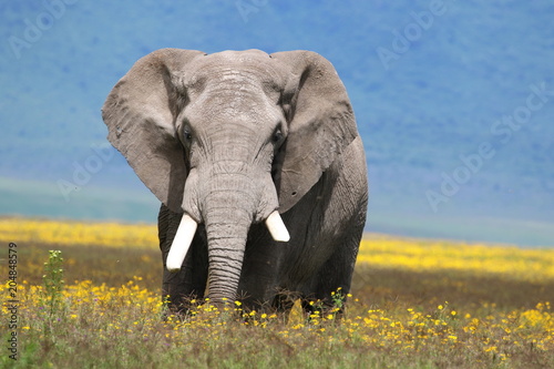 Strong African elephant bull stands in a flower field. Rainy season  Serengeti  Tanzania