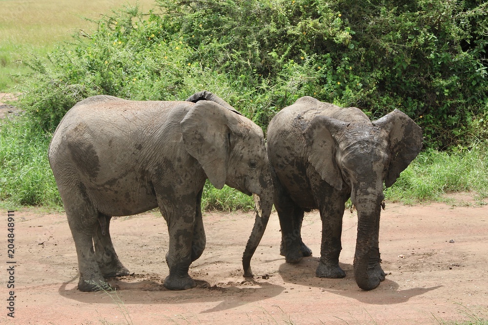 two african Baby Elephants, Tanzania