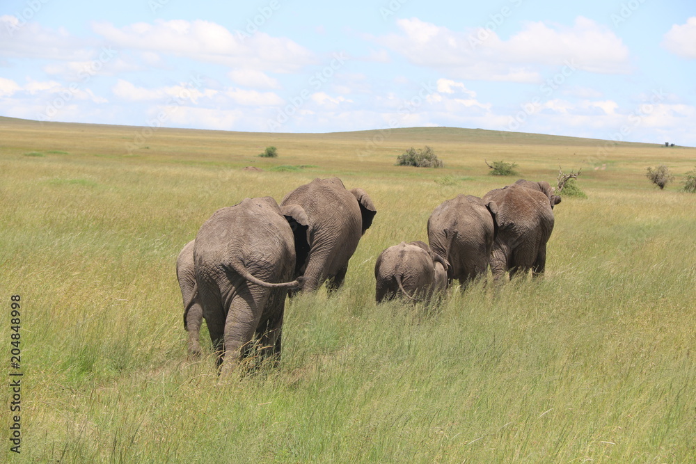 African Elephant Family, Grassland, Tanzania