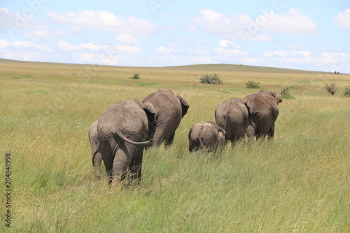 African Elephant Family  Grassland  Tanzania