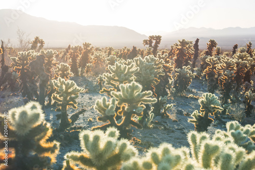 Cactus