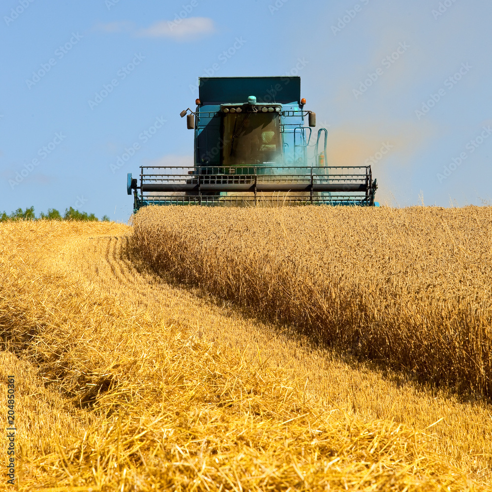 Fototapeta premium Champ de blé > Campagne au temps des moissons