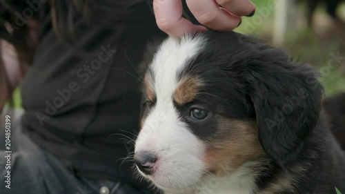 Happy burnese mountain dog puppy pants while having his head scratched by a woman sitting next to the dog CLOSE UP photo