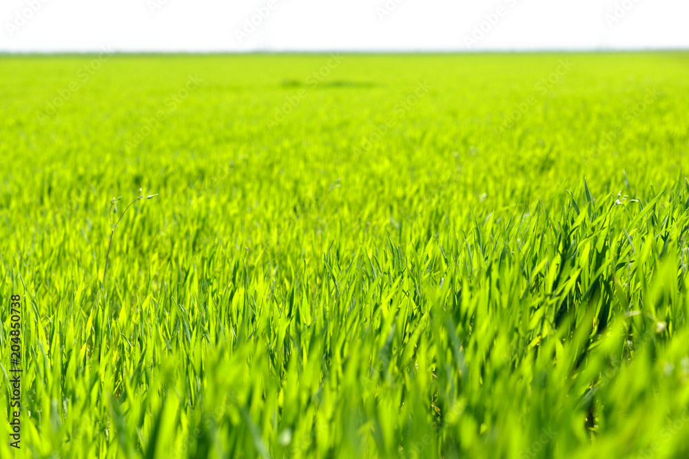 beautiful Green field