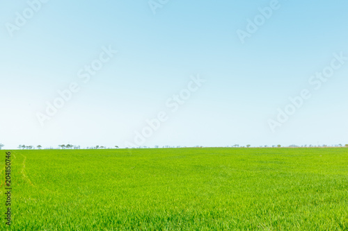 beautiful Green field