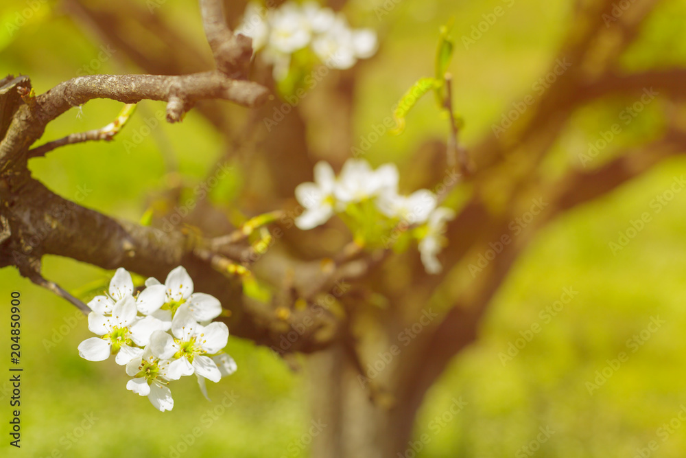 Cherry blossoms over blurred nature background Cherry blossoms over blurred nature background