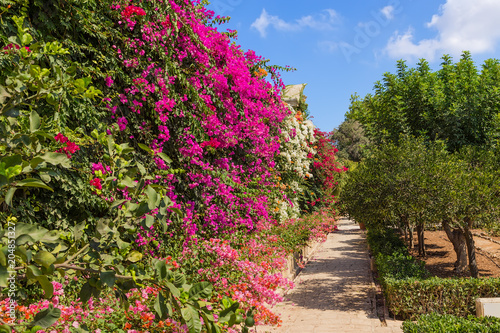 Naxxar  Malta. Multicolored blooming trees in the gardens of the Palazzo Parisio