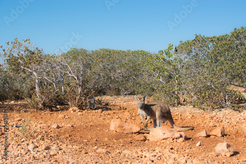 Wallaby, Cape Range National Park