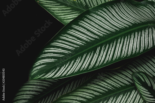 abstract  Green leaf pattern nature dark green background.