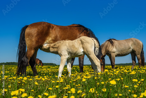 horse and foal graze on the field with dandelions