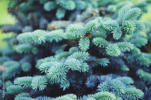 Fotografia Picea (spruce) pungens Glauca Globosa in the garden, dwarf blue conifer