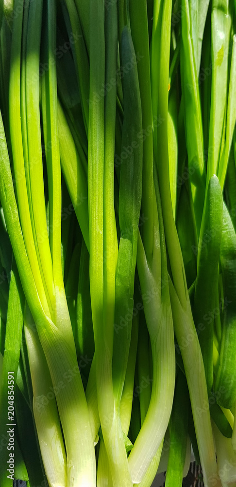 Young stems of fresh green onions close-up. Vegetarian, diet, health, spring . Young stems of fresh green onions close-up. Vegetarian, diet, health, spring .
