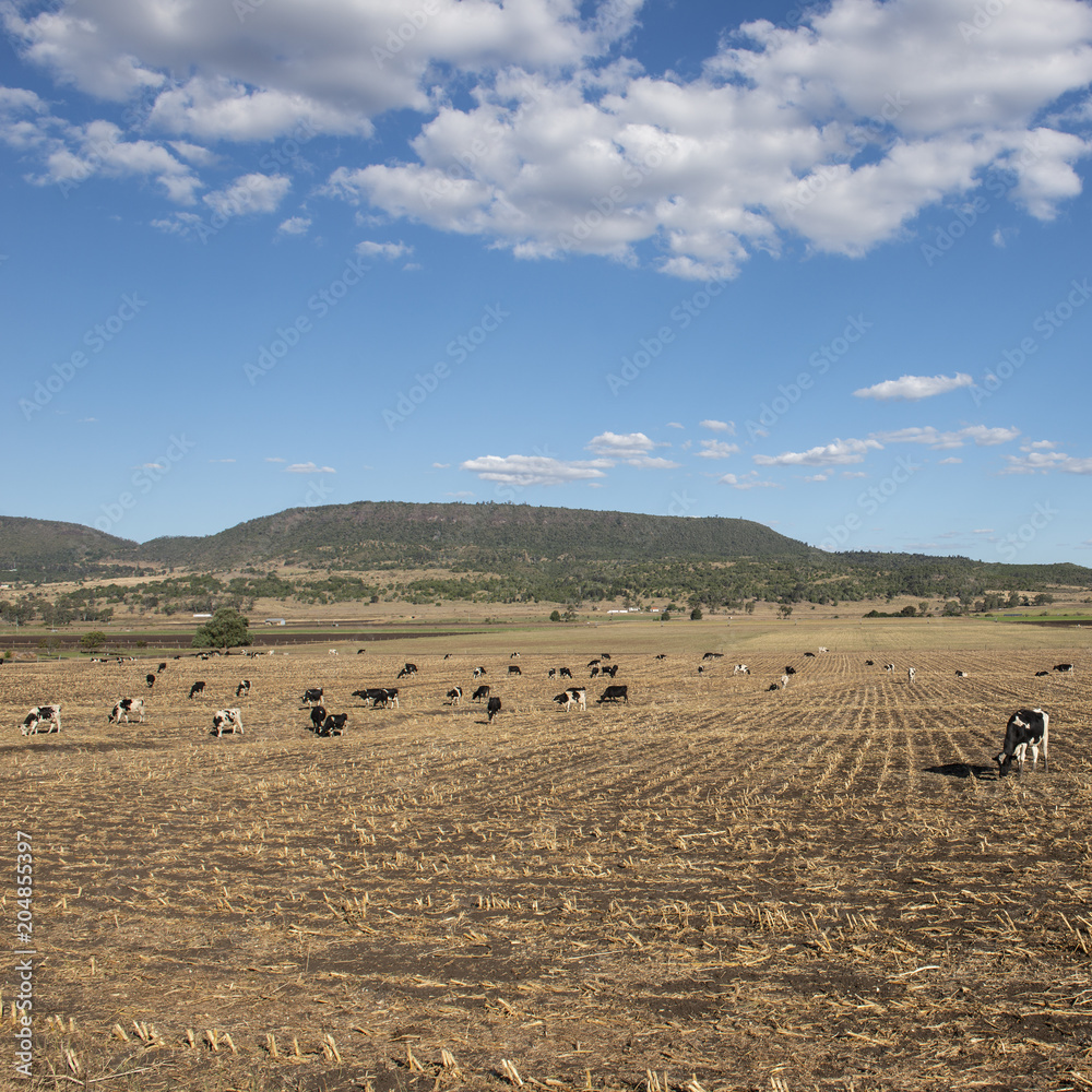 Obraz premium Australian cows