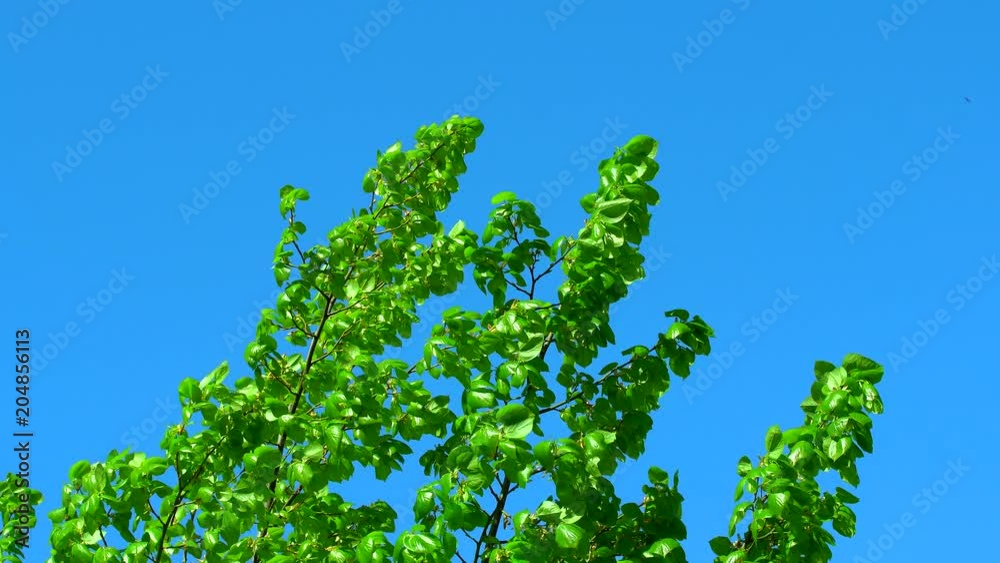 Leaves of the Tree Green. Abundant green foliage sprouted on trees in the spring warm period against the blue sky. 4K Leaves of the Tree Green. Abundant green foliage sprouted on trees in the spring warm period against the blue sky. 4K