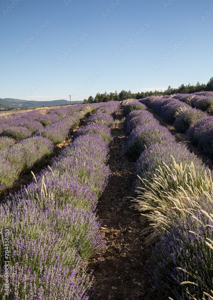 Fototapeta premium Lavender field in Provence, near Sault, France