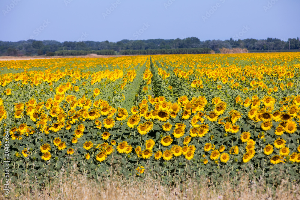 Fototapeta premium Sunflowers field near Arles in Provence, France