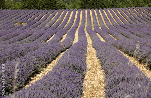 Lavender field near Sault in Provence,  France