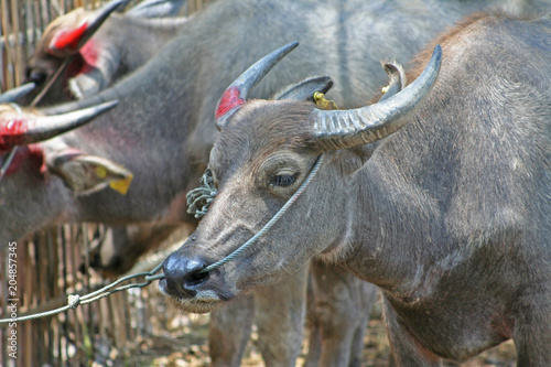 Close up face buffalo,The feeling lack of freedom,waiting for sale at sanpatong market in Chiangmai,Thailand photo