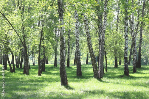 Beautiful birch trees with white birch bark in birch grove with green birch leaves in early summer