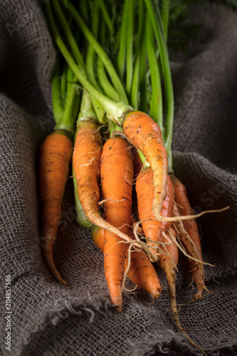 Freshly harvested organic ripe carrots with green foliage on old sackcloth..Autumn harvest. Vertical composition photo