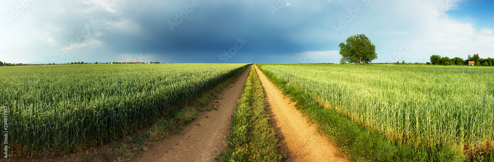 Road between green wheat field with storm and tree, Panorama
