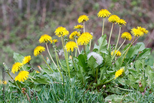 Diente de León, Achicoria Amarga. Taraxacum officinale. photo