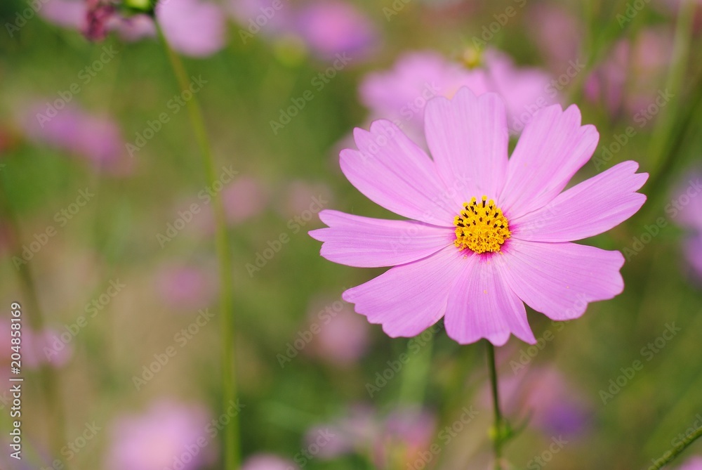 cosmos pink flowers in the garden