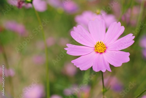 cosmos pink flowers in the garden