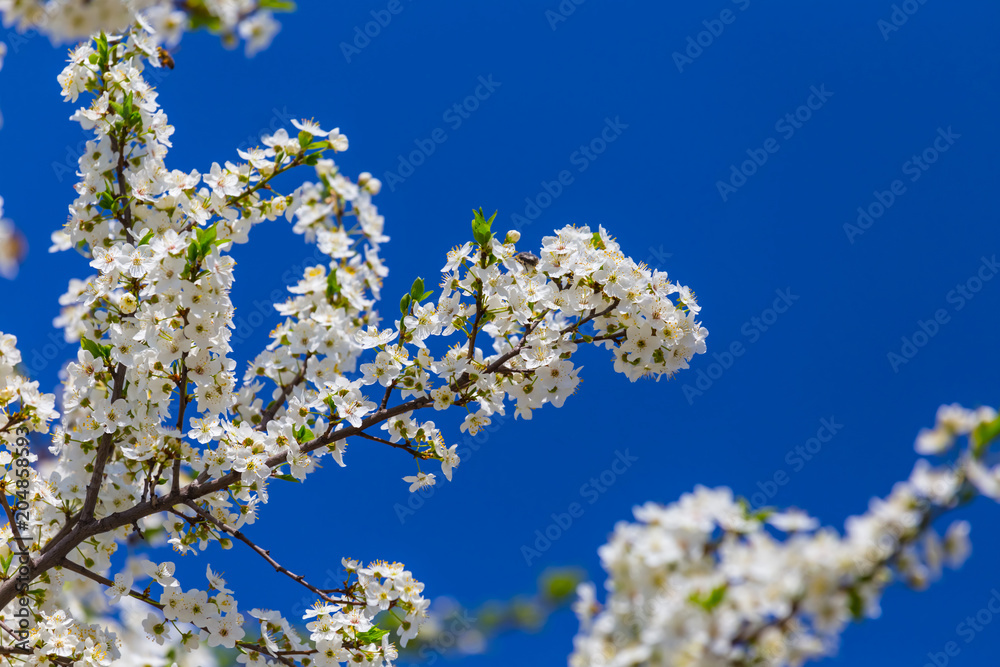 beautiful closeup cherry tree branch in a white blossom on a blue sky background beautiful closeup cherry tree branch in a white blossom on a blue sky background