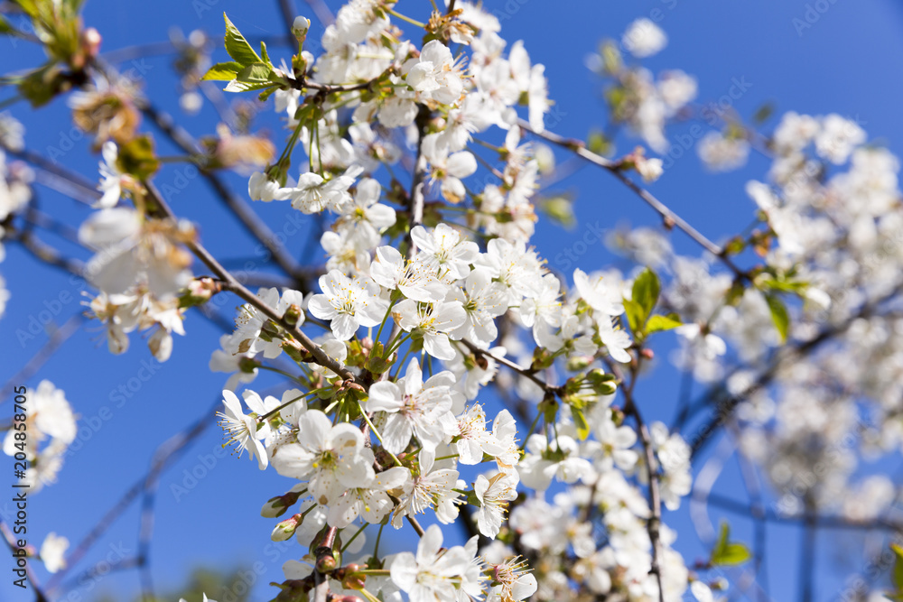 Spring cherry blossom in full bloom, blue sky background