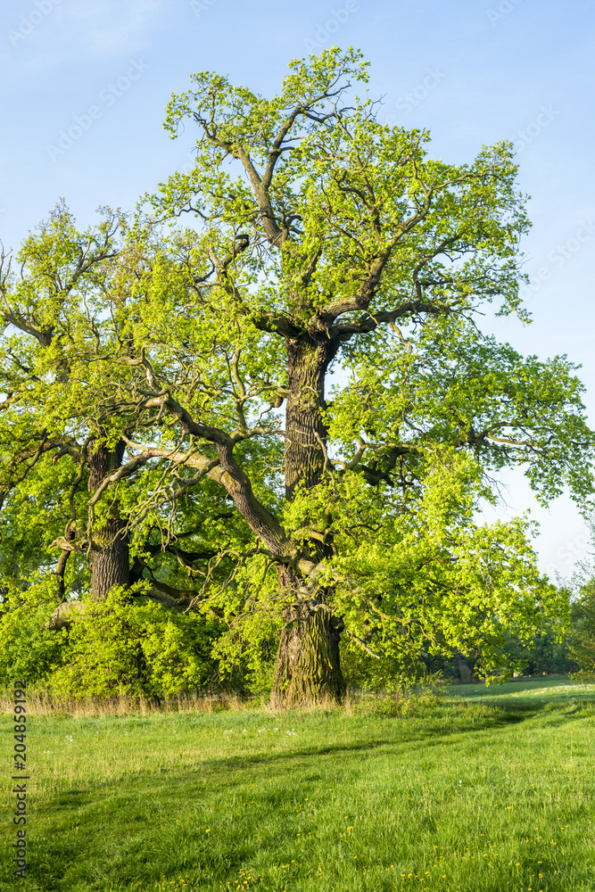 Fototapeta premium Dęby w Rogalinie. Wiosna