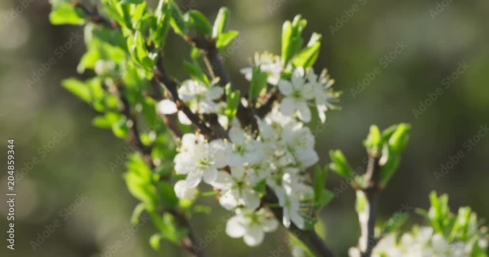 Blooming Blackthorn, spring, 4k Blooming Blackthorn, spring, 4k