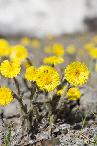 Tussilago farfara Close up