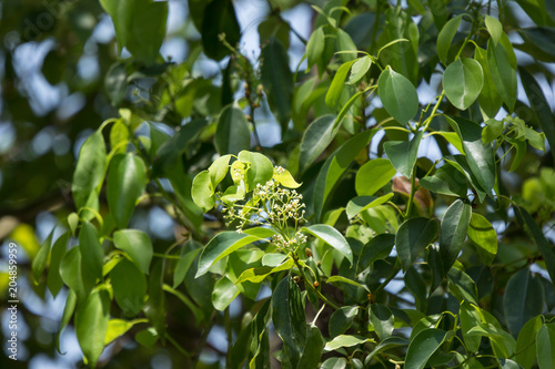 Young Leaf of Cinnamomum camphora tree Fototapeta